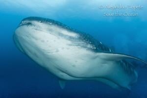 Whale Shark in Darwing, Islas Galapagos Ecuador by Alejandro Topete 